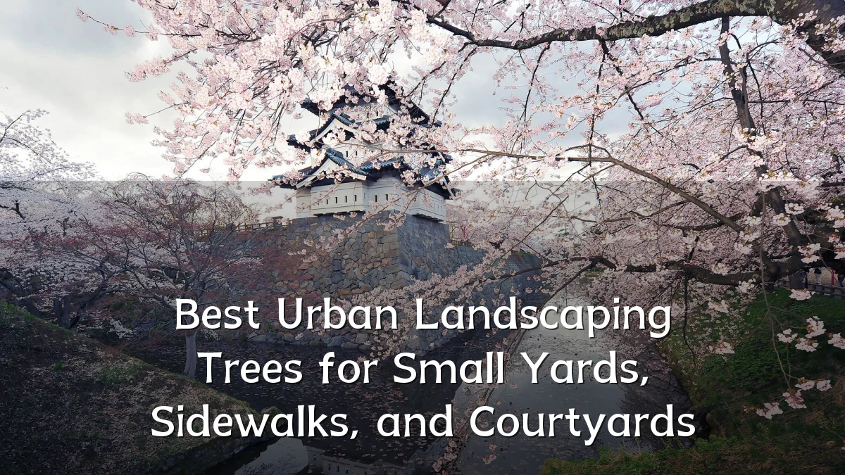 Best Urban Landscaping Trees for Small Yards, Sidewalks, and Courtyards