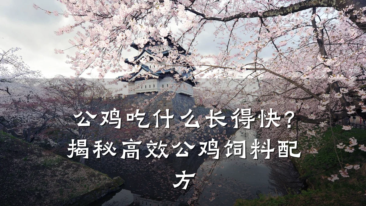 公鸡吃什么长得快？揭秘高效公鸡饲料配方