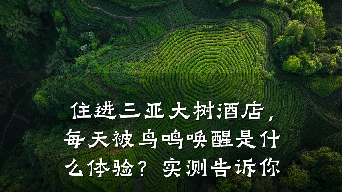 住进三亚大树酒店，每天被鸟鸣唤醒是什么体验？实测告诉你