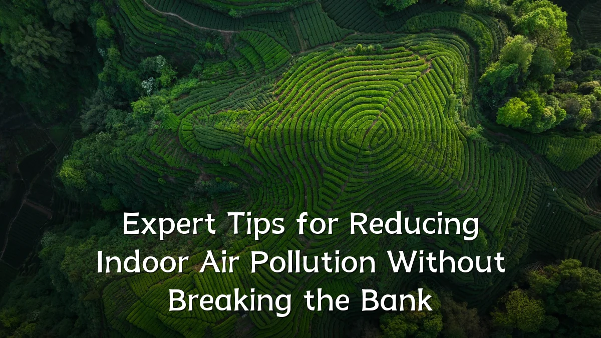 Expert Tips for Reducing Indoor Air Pollution Without Breaking the Bank
