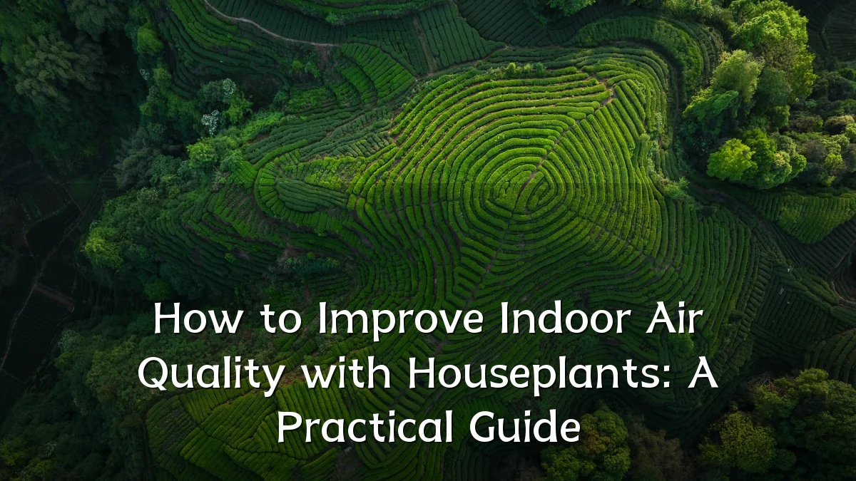 How to Improve Indoor Air Quality with Houseplants: A Practical Guide