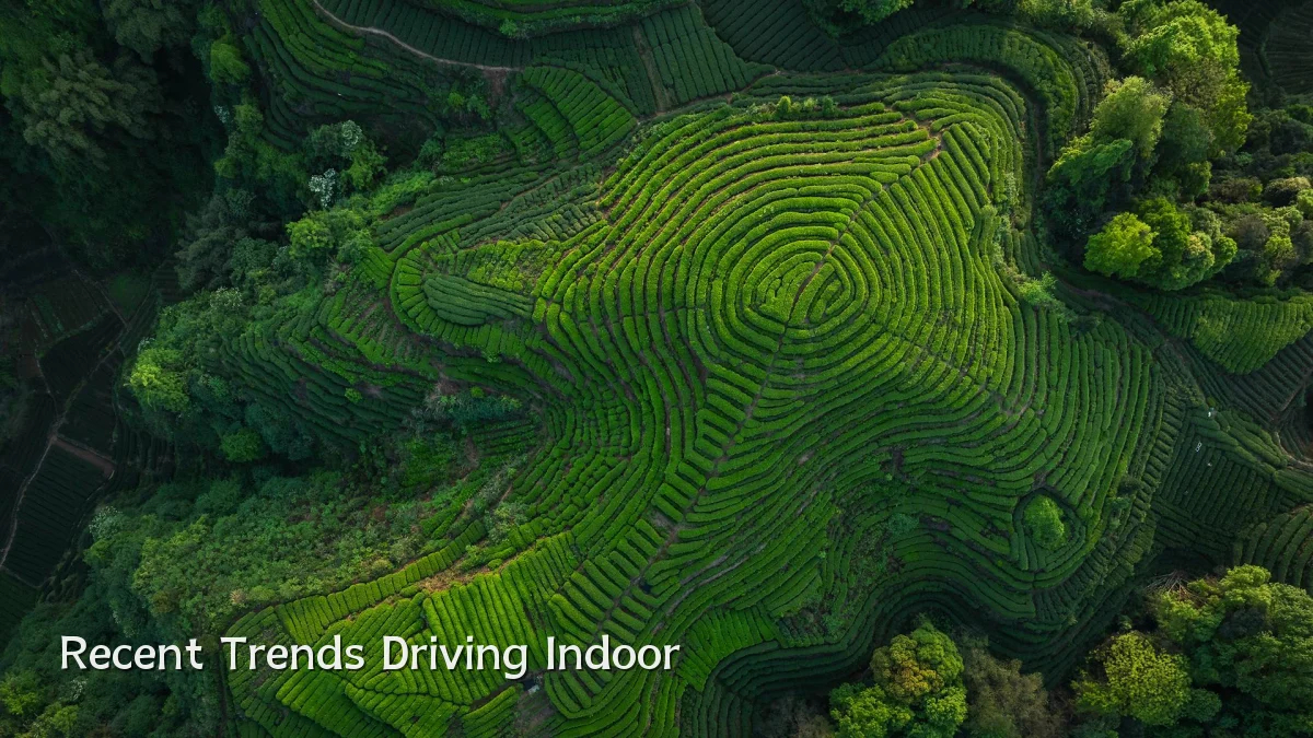 Recent Trends Driving Indoor