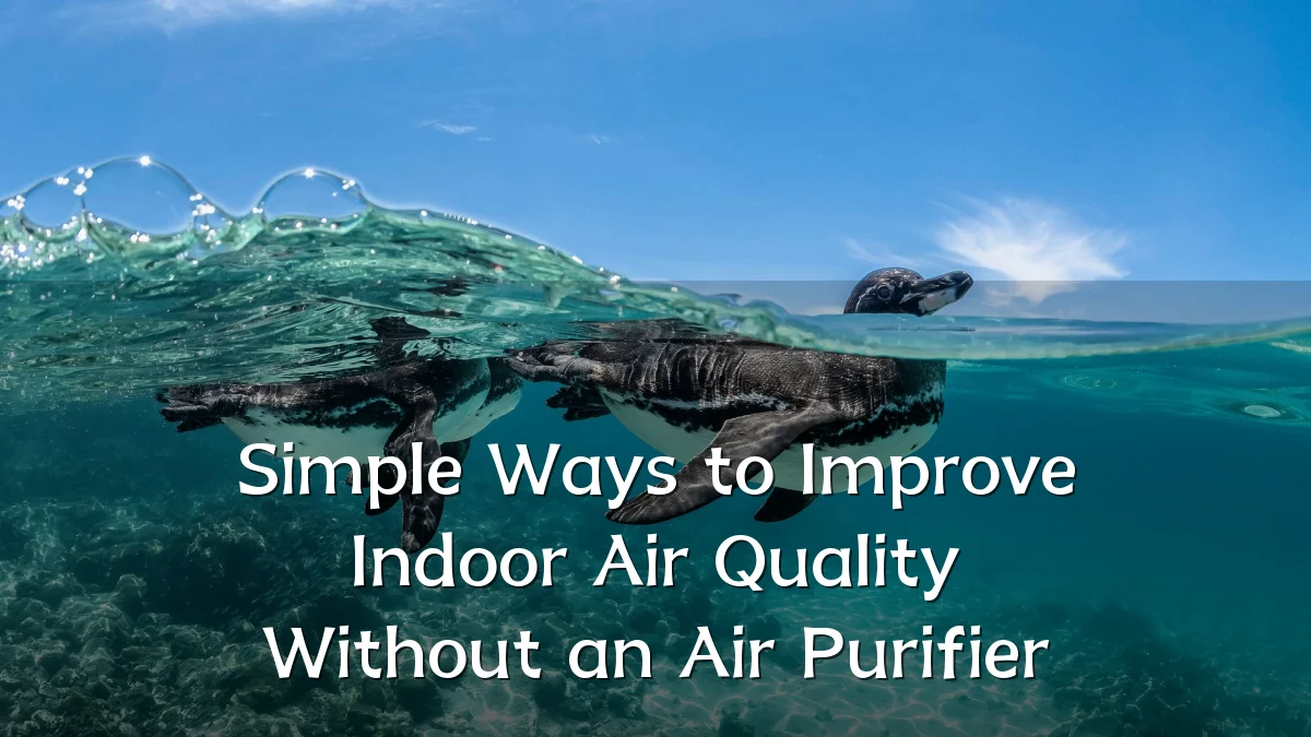 Simple Ways to Improve Indoor Air Quality Without an Air Purifier