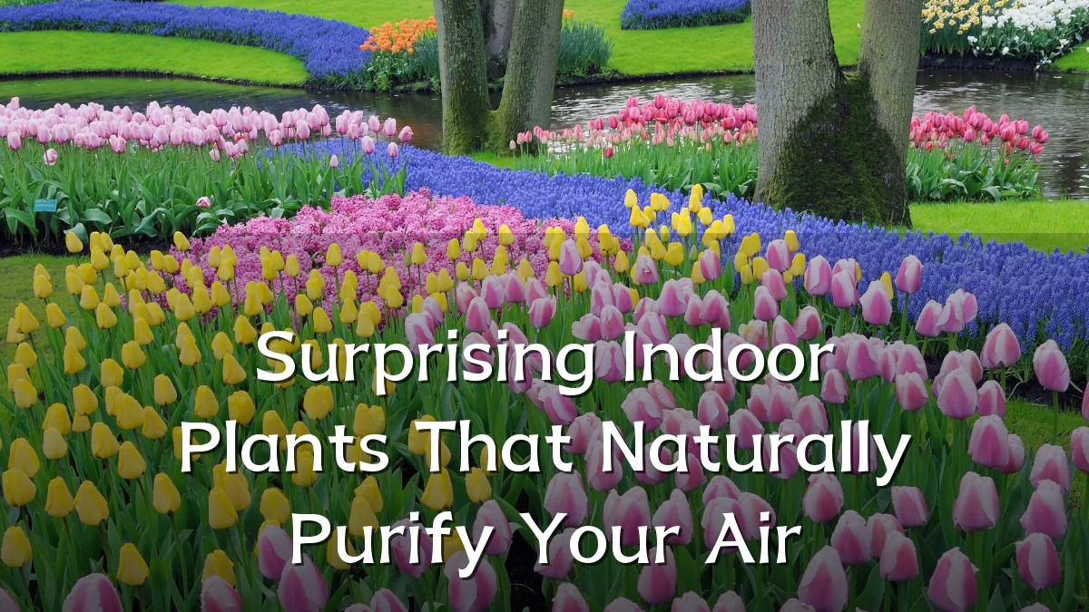 Surprising Indoor Plants That Naturally Purify Your Air